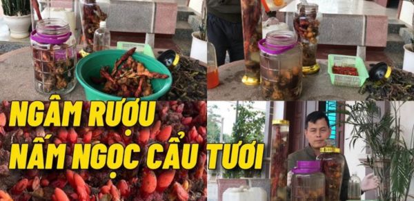 Hướng dẫn cách ngâm rượu nấm ngọc cẩu ngon nhất