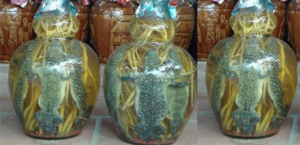 Cách ngâm rượu tắc kè đúng chuẩn chữa yếu sinh lý