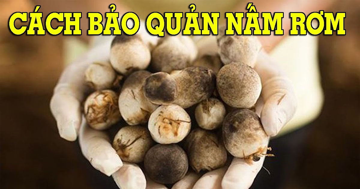 Cách bảo quản nấm rơm tươi ngon lâu ngày không hỏng
