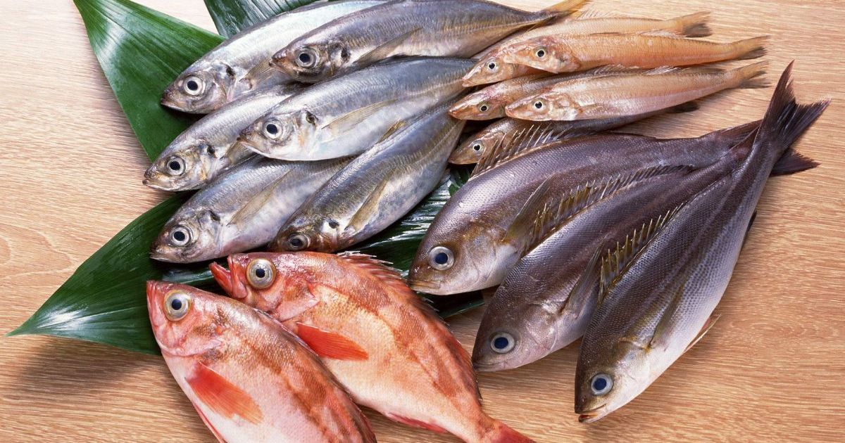 Máy tách xương cá tách được những loại xương cá nào?